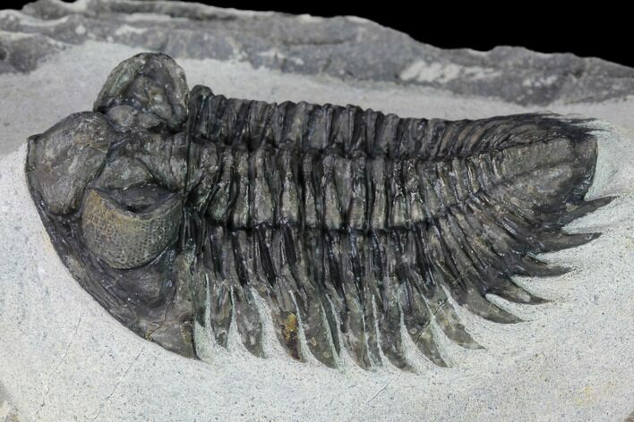 Coltraneia Trilobite Fossil - Huge Faceted Eyes #165847